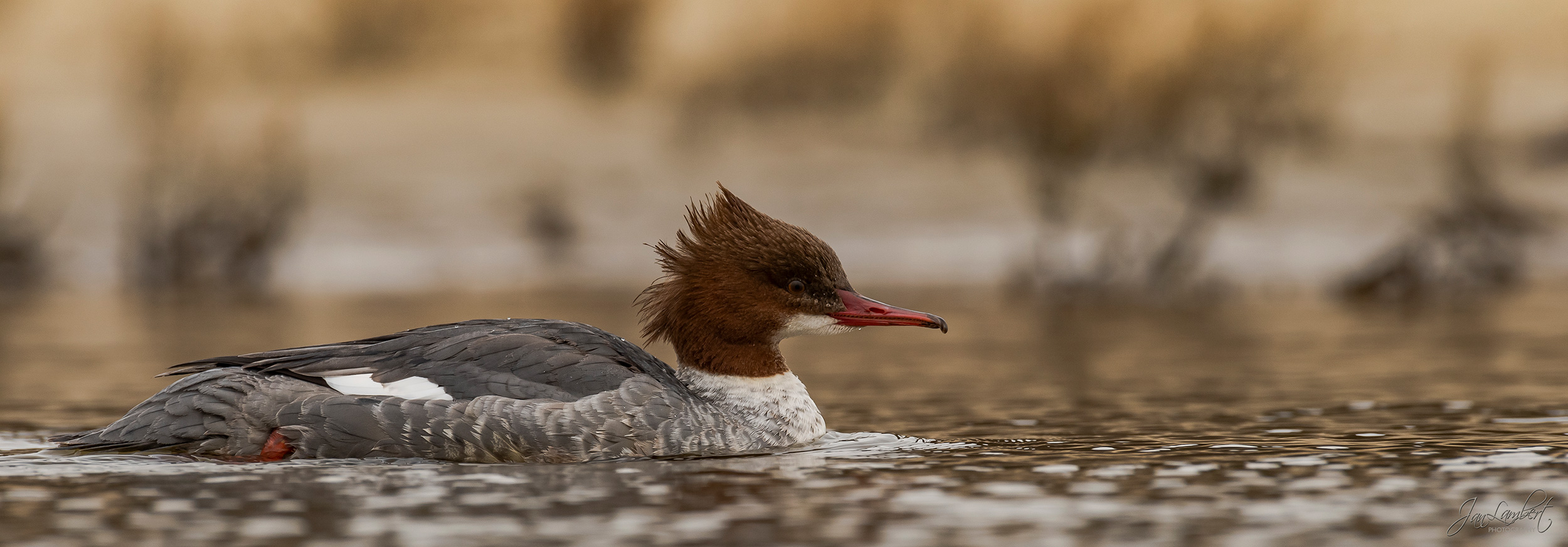 foto Grote zaagbek - Jan Lambert Photography