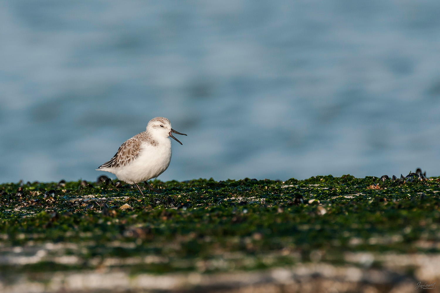 foto drieteenstrandloper - Janlambertphotography.com