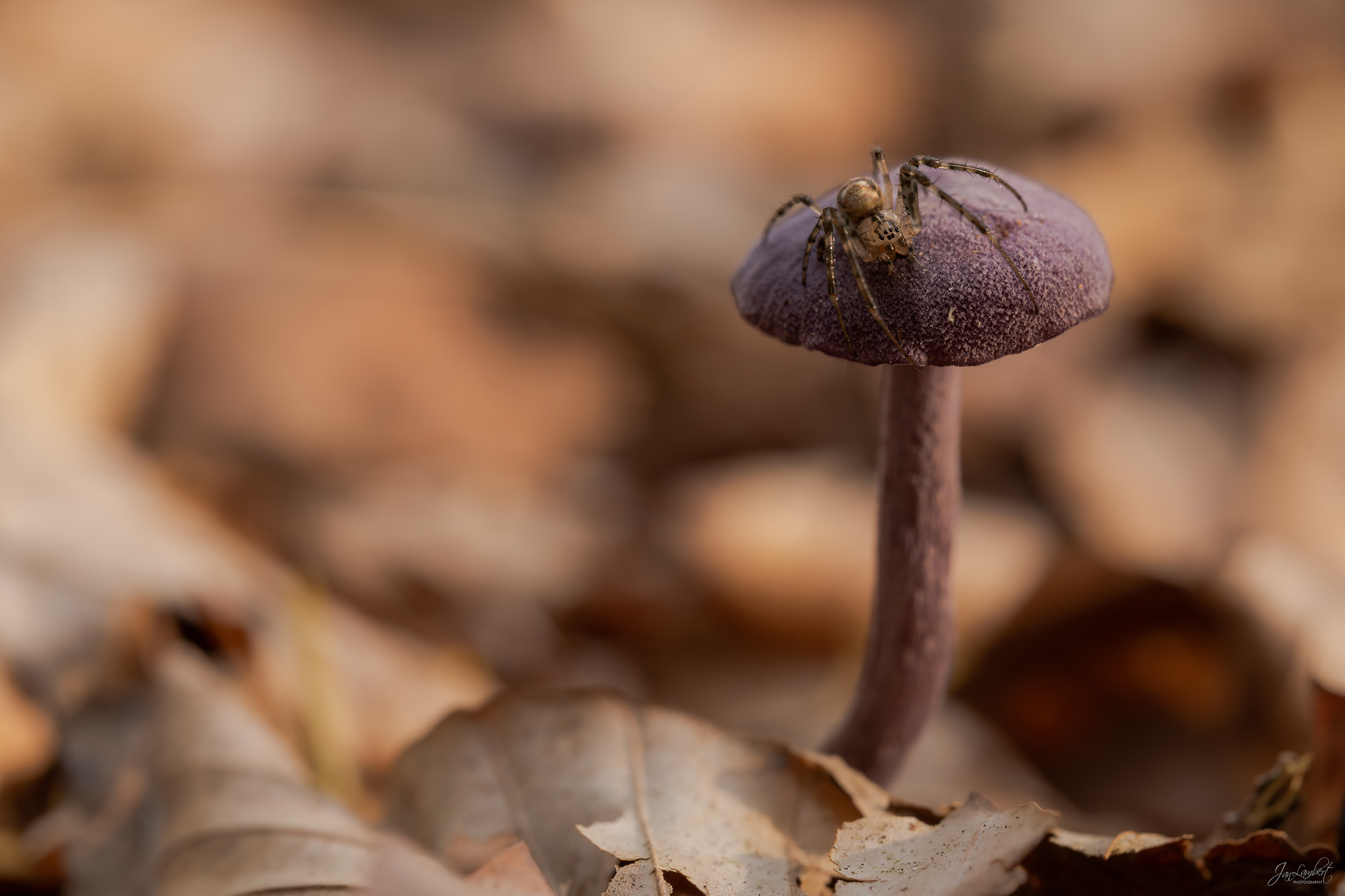 foto amethistzwam - Janlambertphotography.com