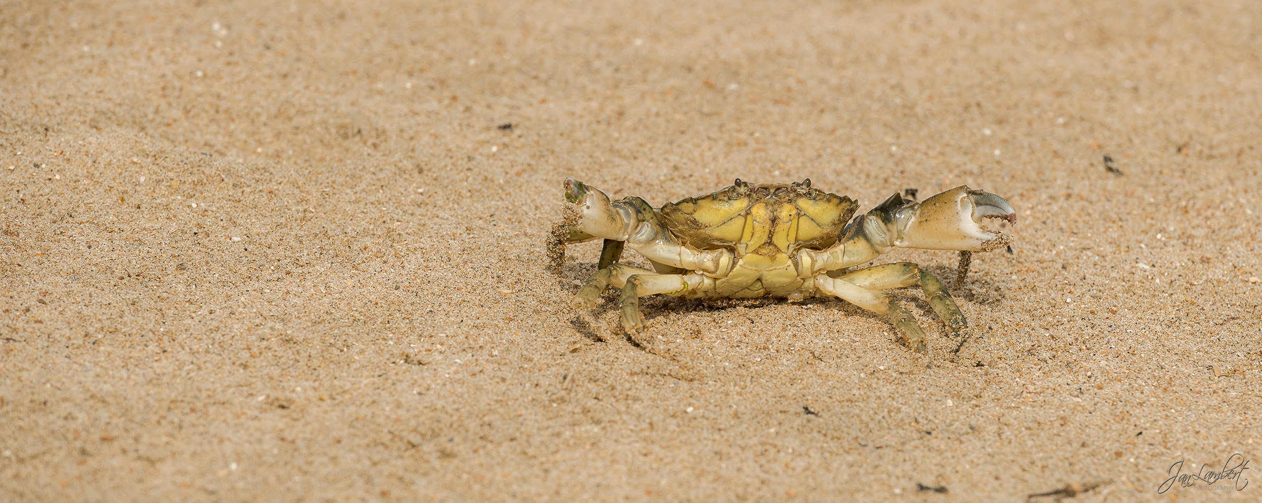 foto strandkrab - Jan Lambert Photography