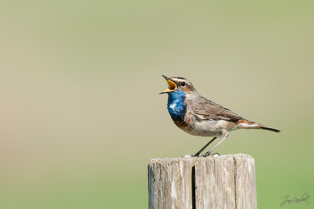 foto blauwborst - Jan Lambert Photography