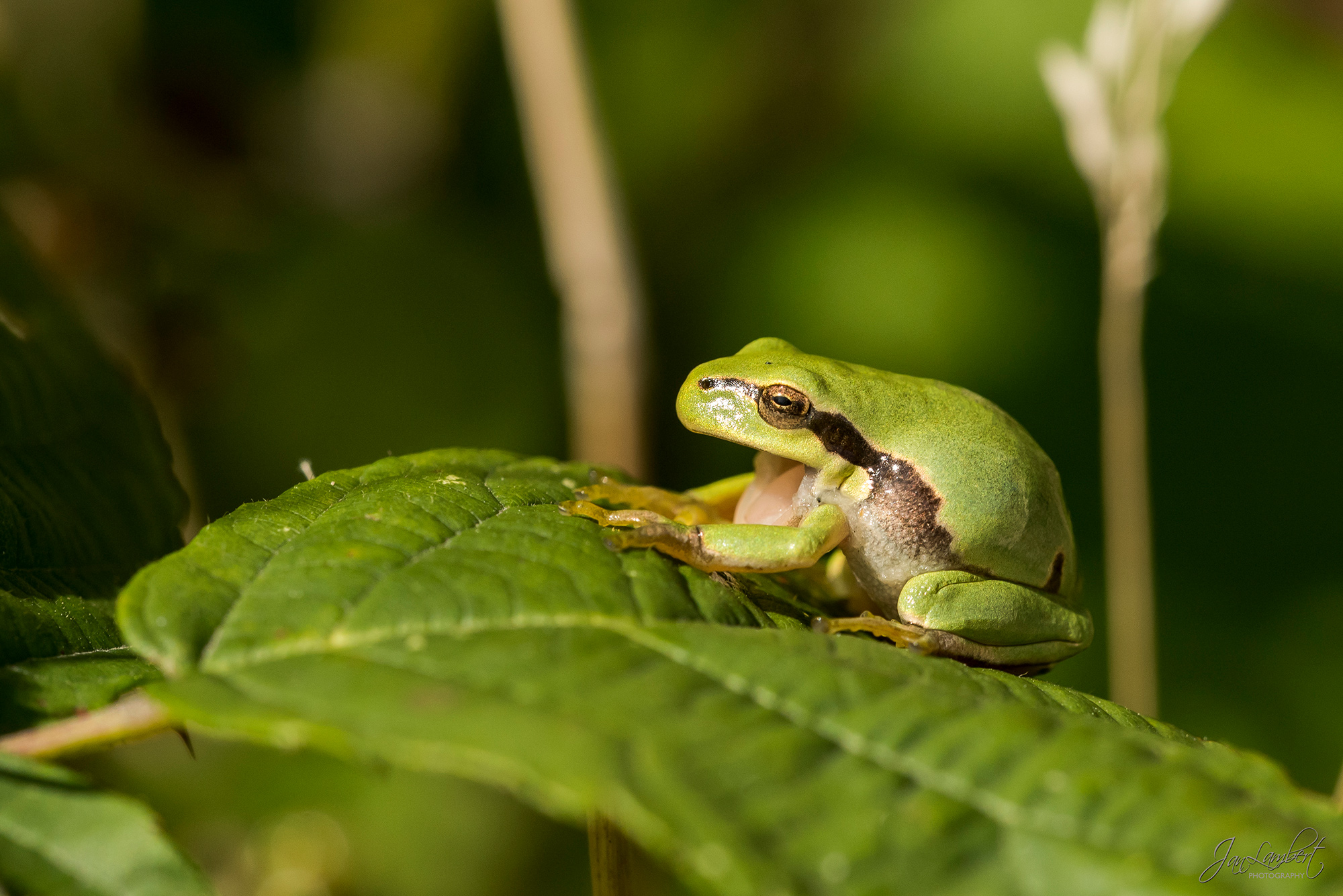 Foto boomkikker - Janlambertphotography.com