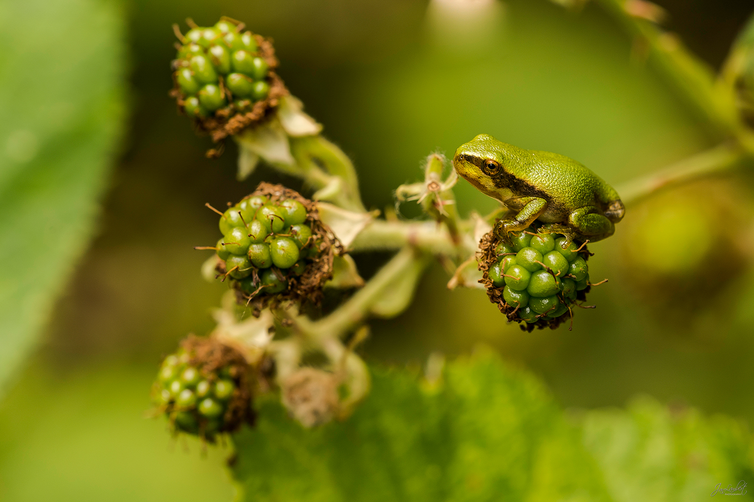 foto boomkikker - janlambertphotography.com