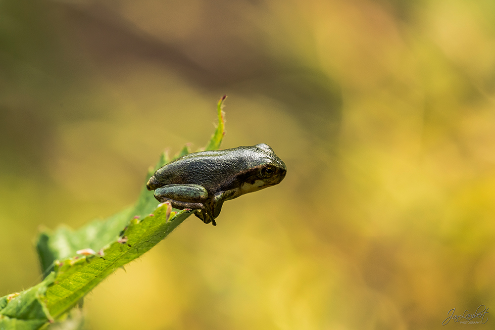 foto boomkikker - Janlambertphotography.com