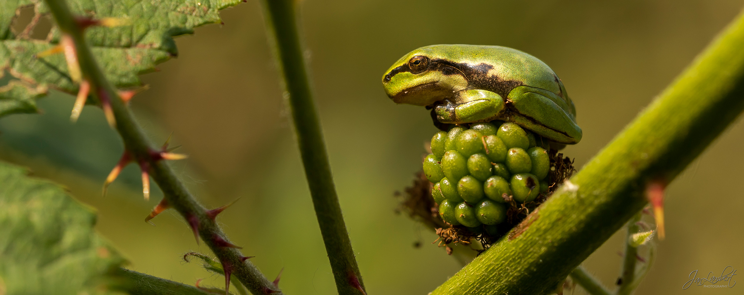 foto boomkikker - Janlambertphotography.com