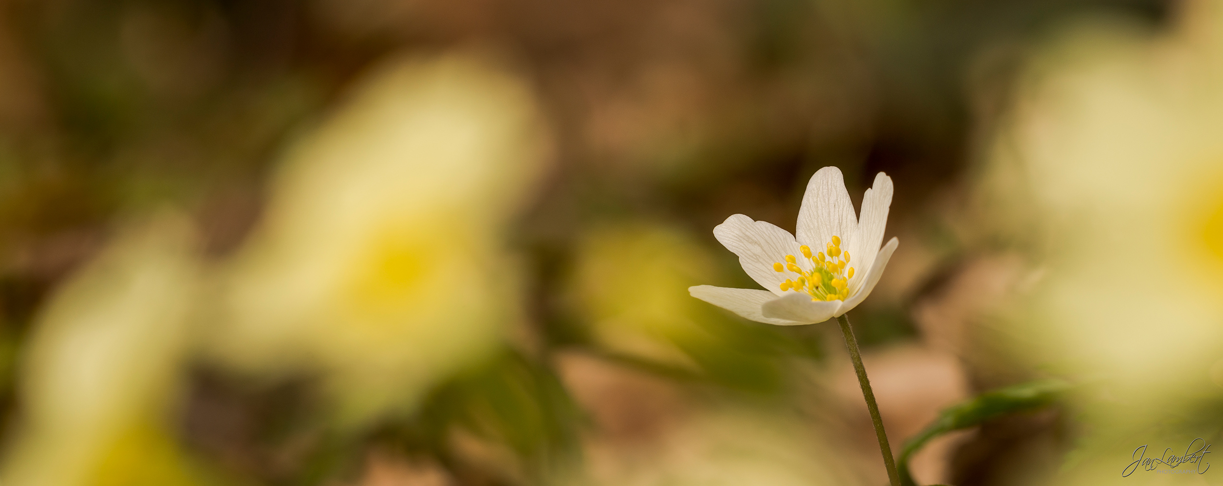 foto bosanemoon - janlambertphotography.com