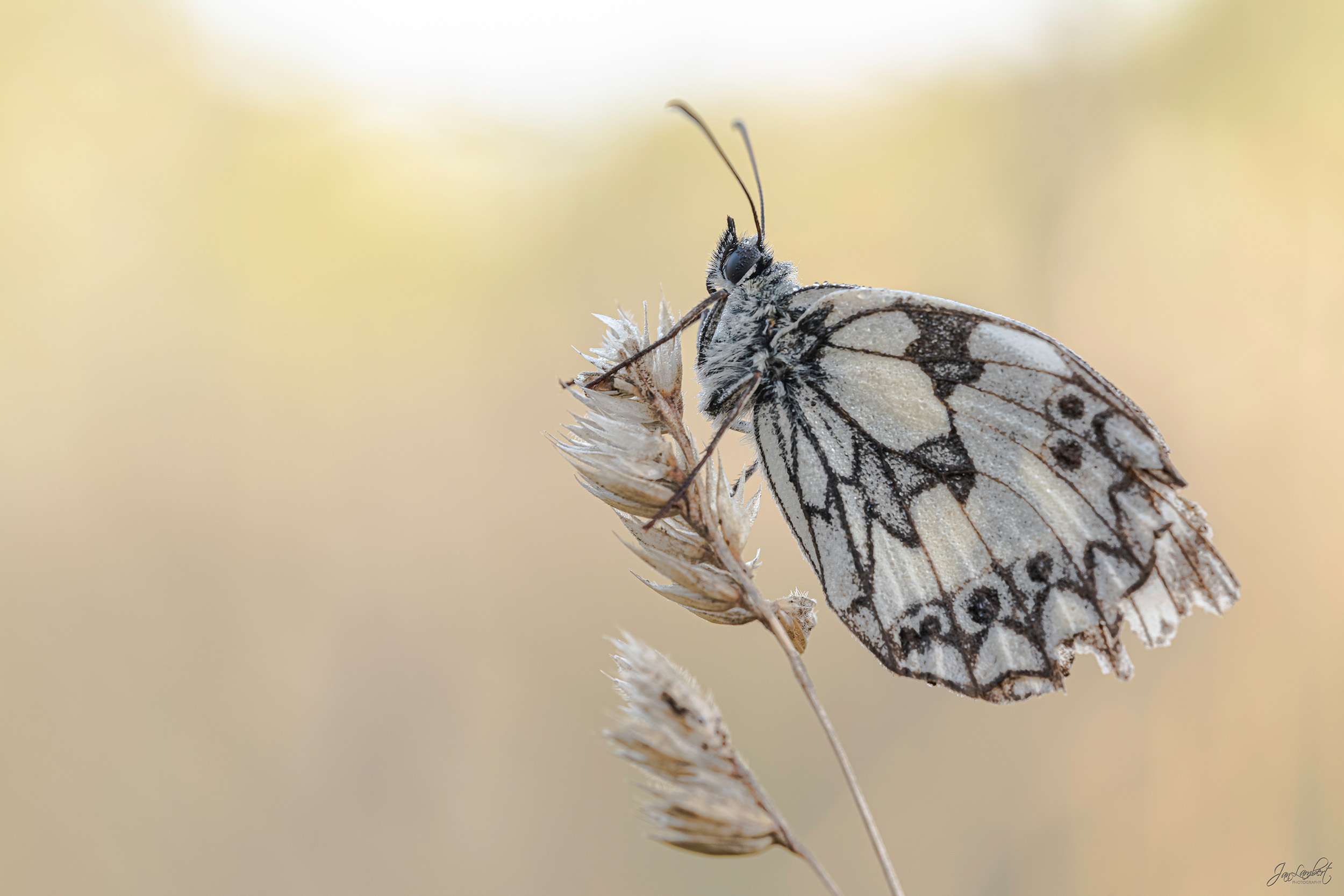 Foto dambordje - Janlambertphotography.com