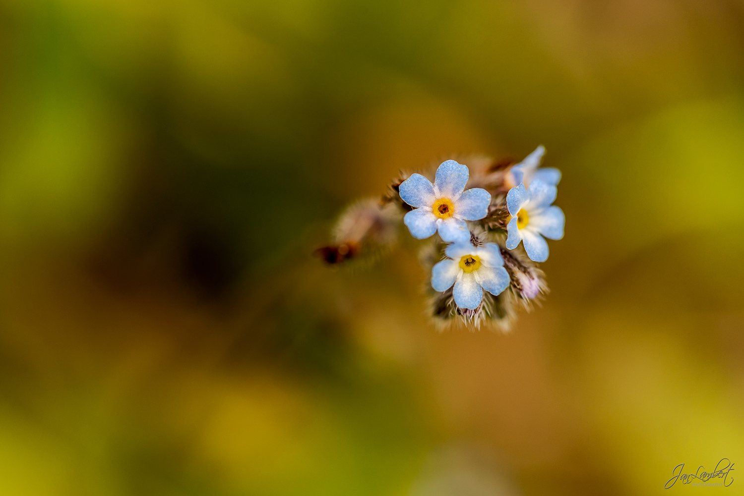 foto vergeet me nietje - janlambertphotography.com