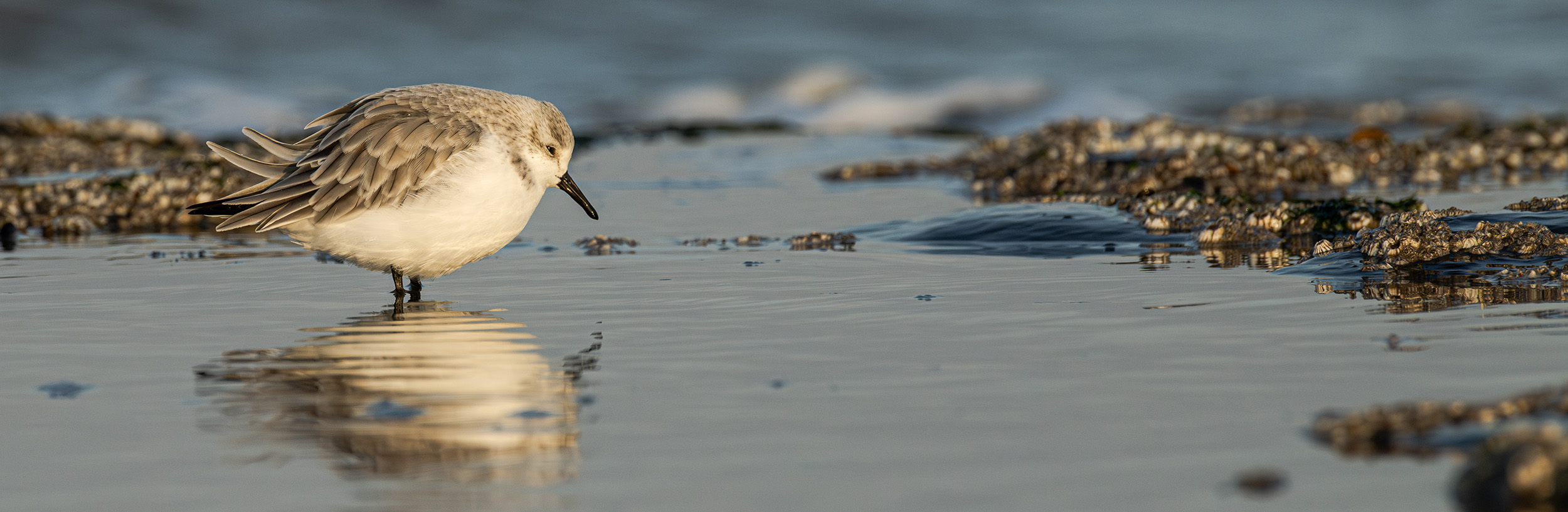 foto drieteenstrandloper - Janlambertphotography.com