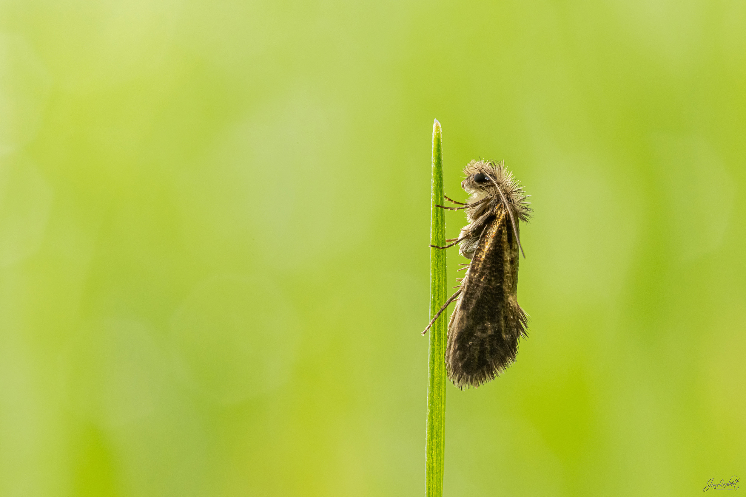 foto eikenpurpermot - Janlambertphotography.com