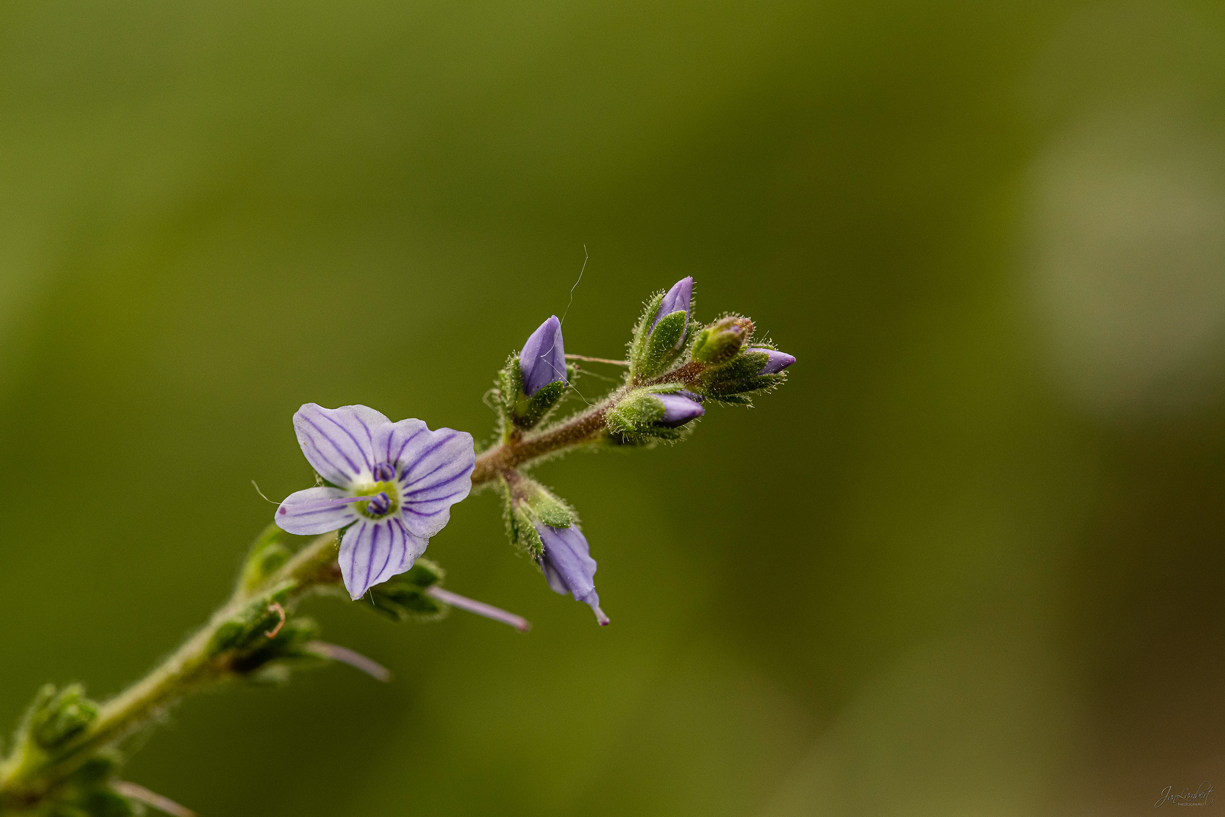 foto ereprijs - janlambertphotography.com