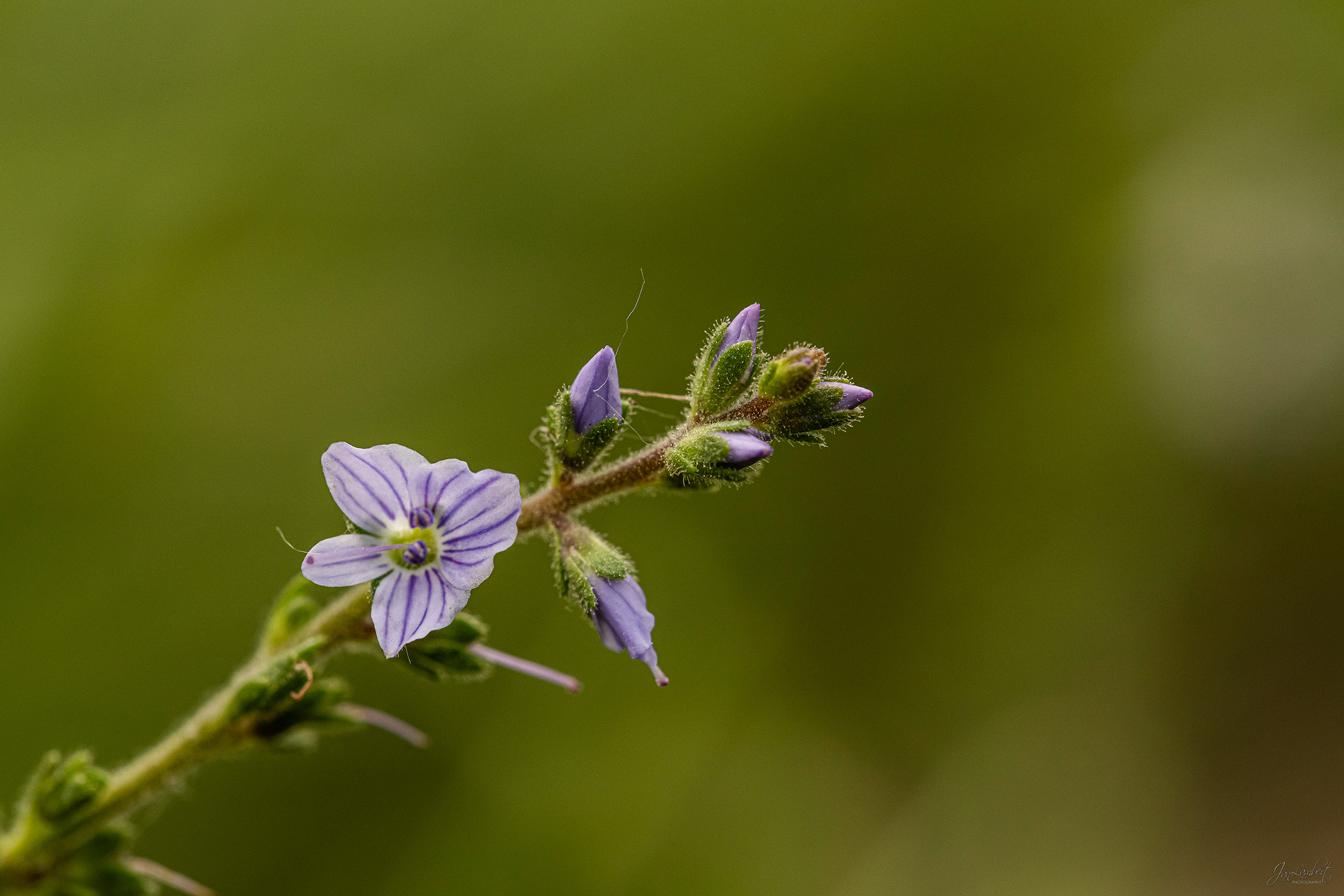 foto ereprijs - Janlambertphotography.com