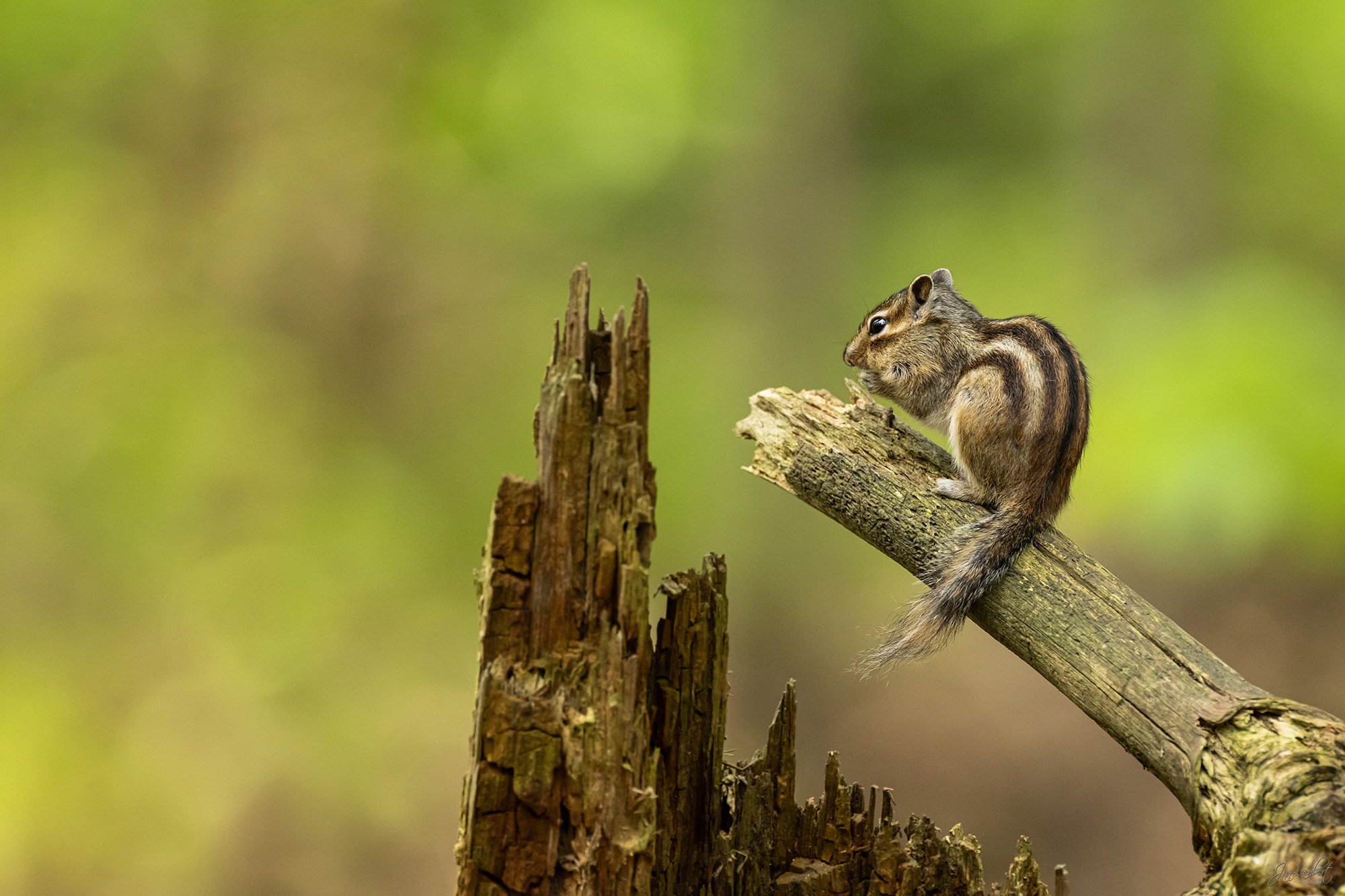 foto grondeekhoorn - Janlambertphotography.com