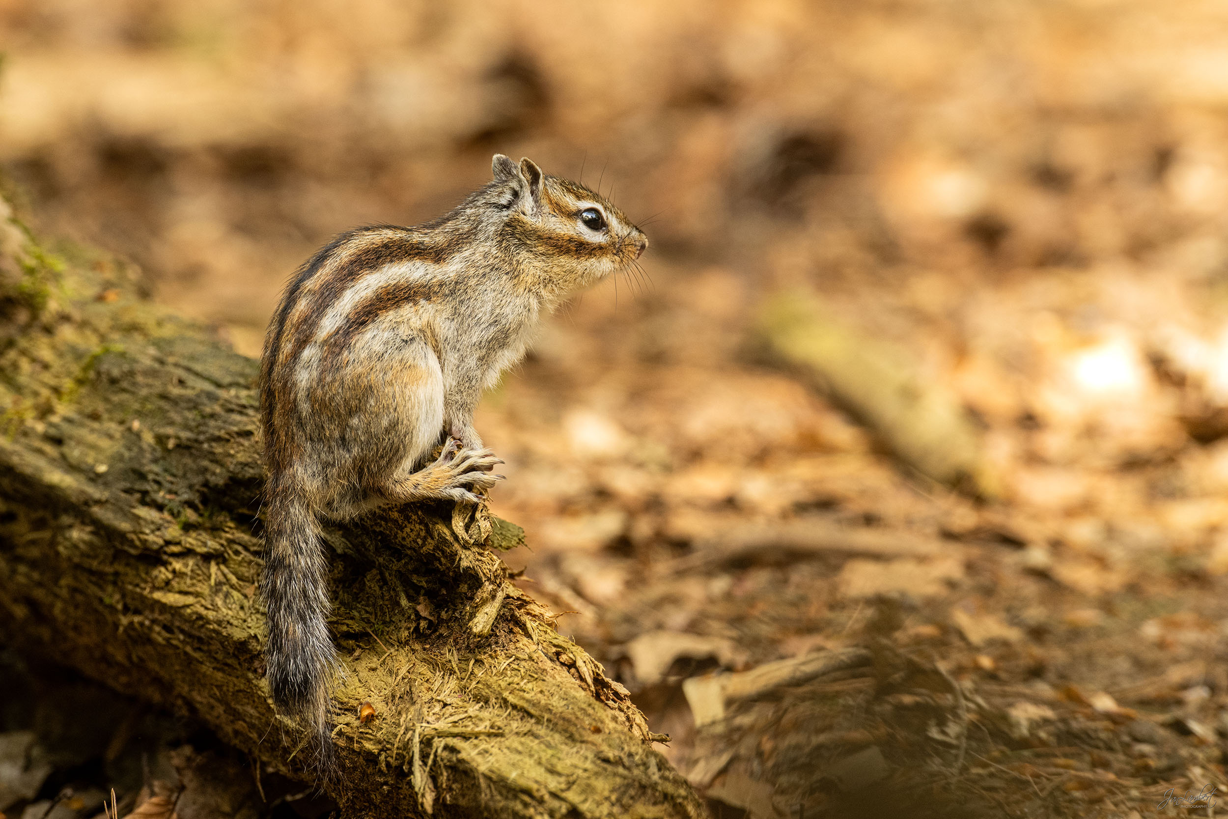 foto grondeekhoorn - Janlambertphotography.com
