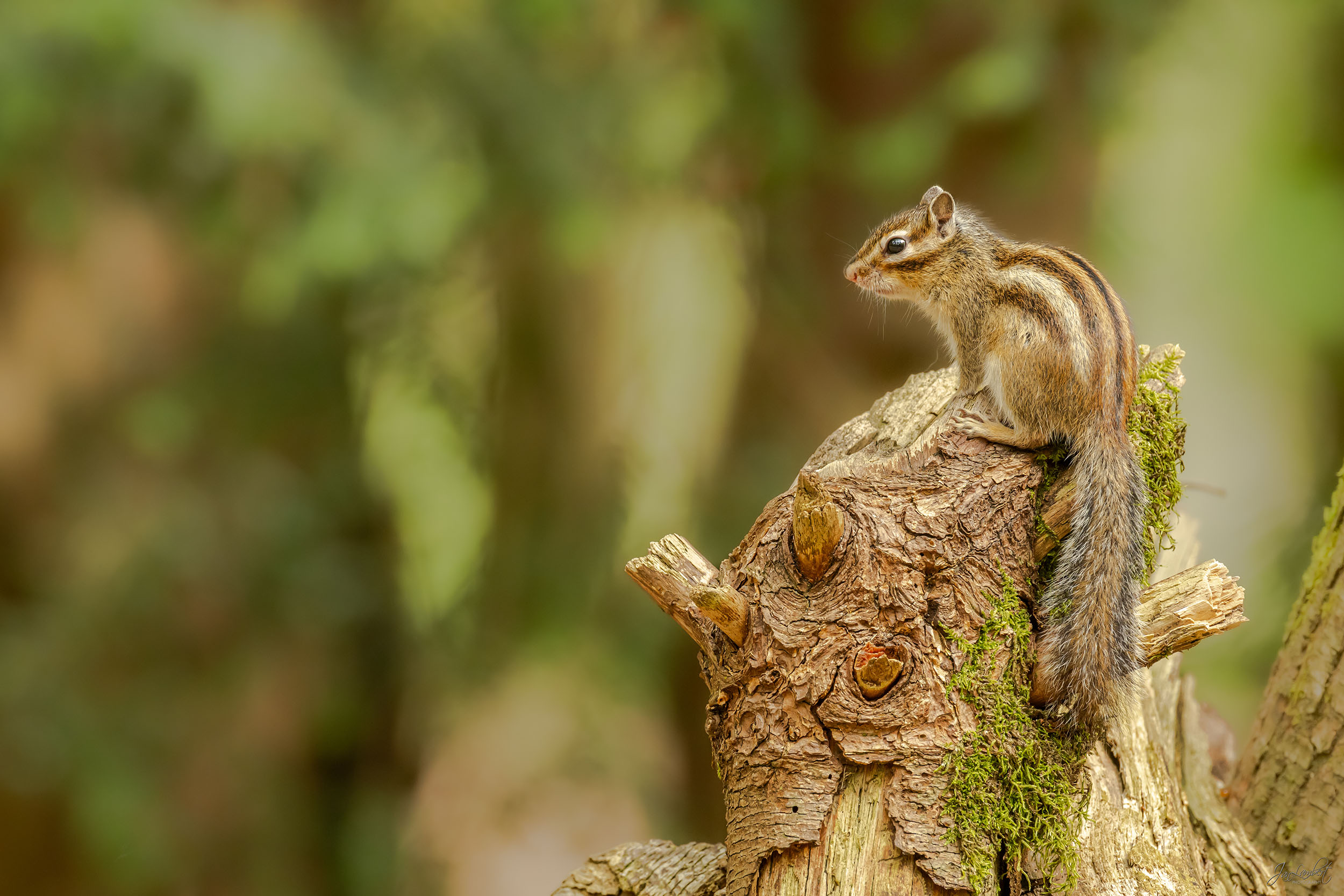 Foto grondeekhoorn - Janlambertphotography.com