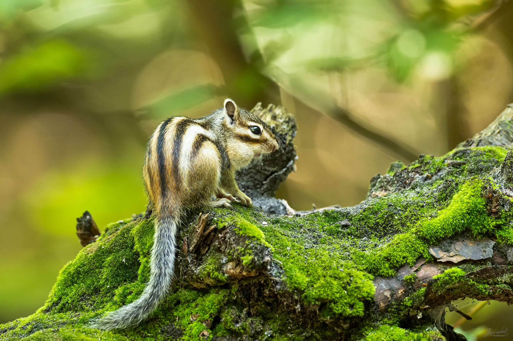 foto grondeekhoorn - Janlambertphotography.com