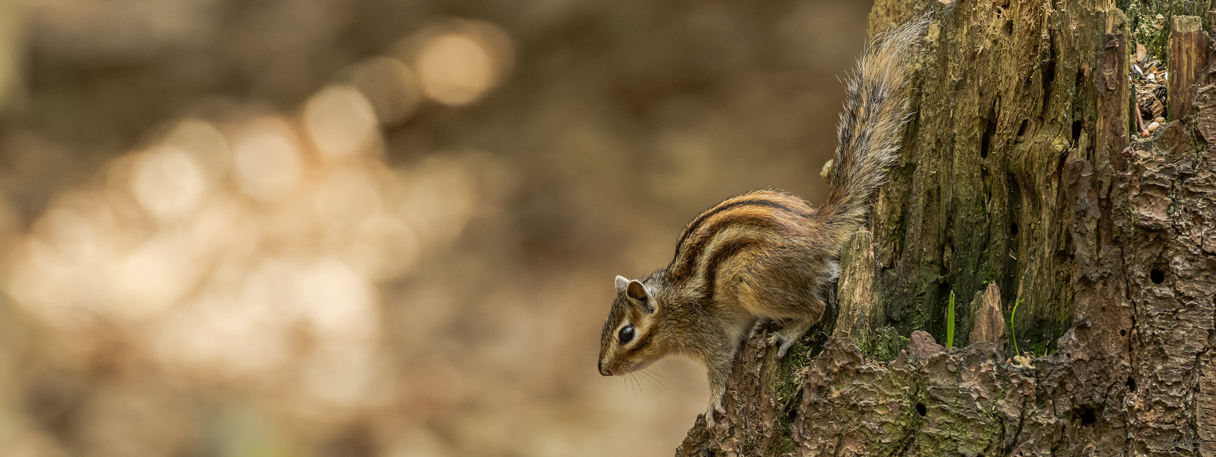 Foto grondeekhoorn - Janlambertphotography.com