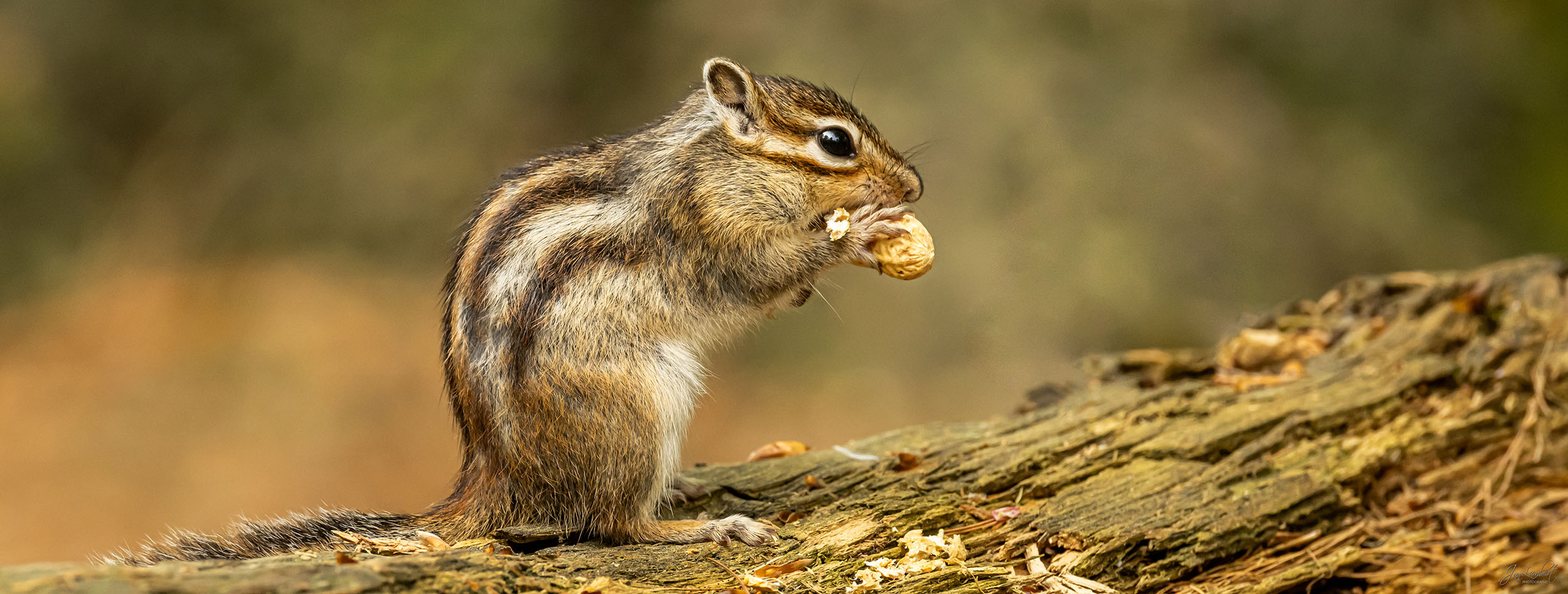 foto grondeekhoorn - Janlambertphotography.com