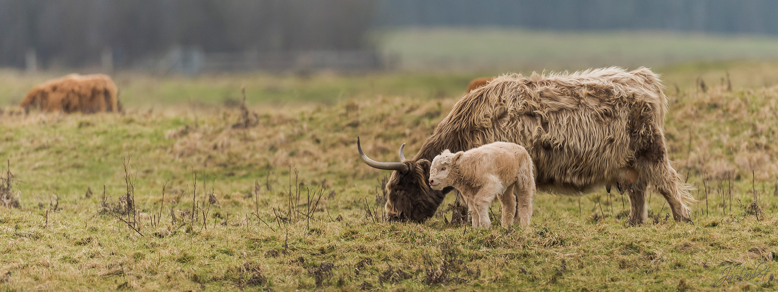 foto Schotse hooglanders - Jan Lambert Photography