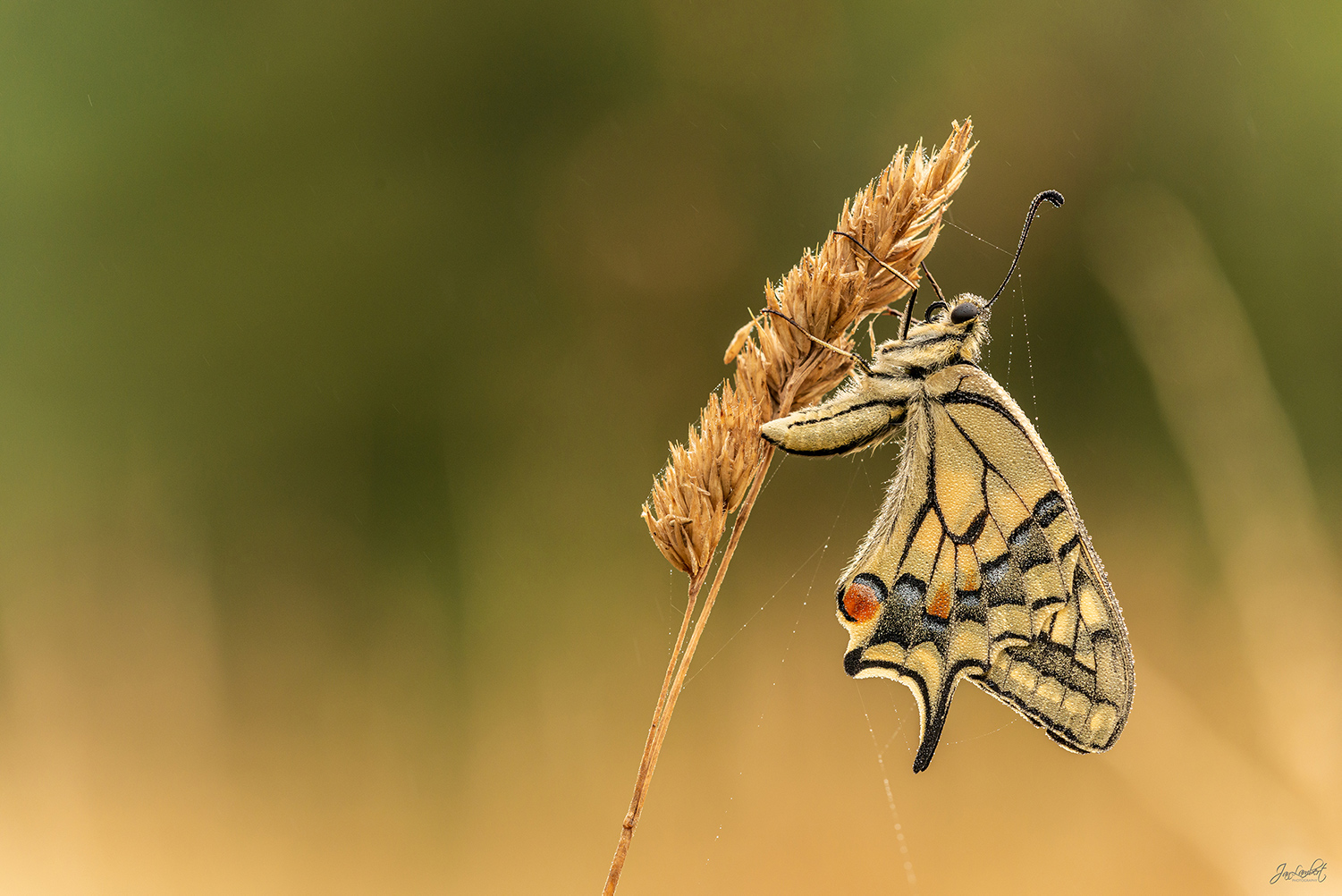 foto koninginnepage - Janlambertphotography.com