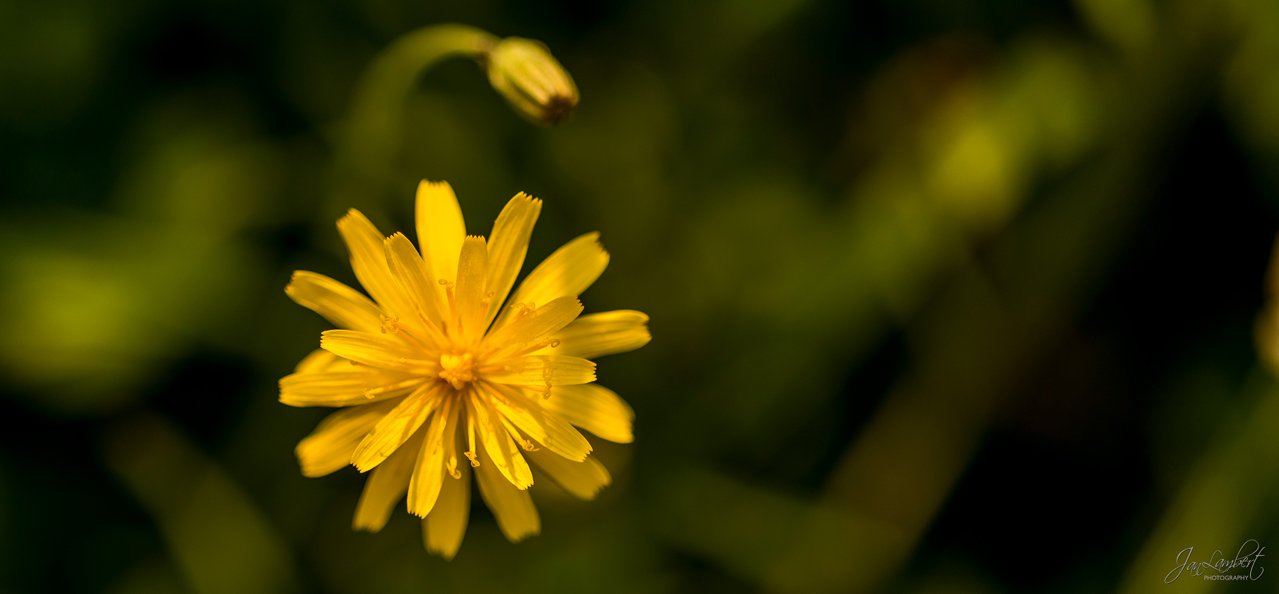 foto leeuwentand - Jan Lambert Photography