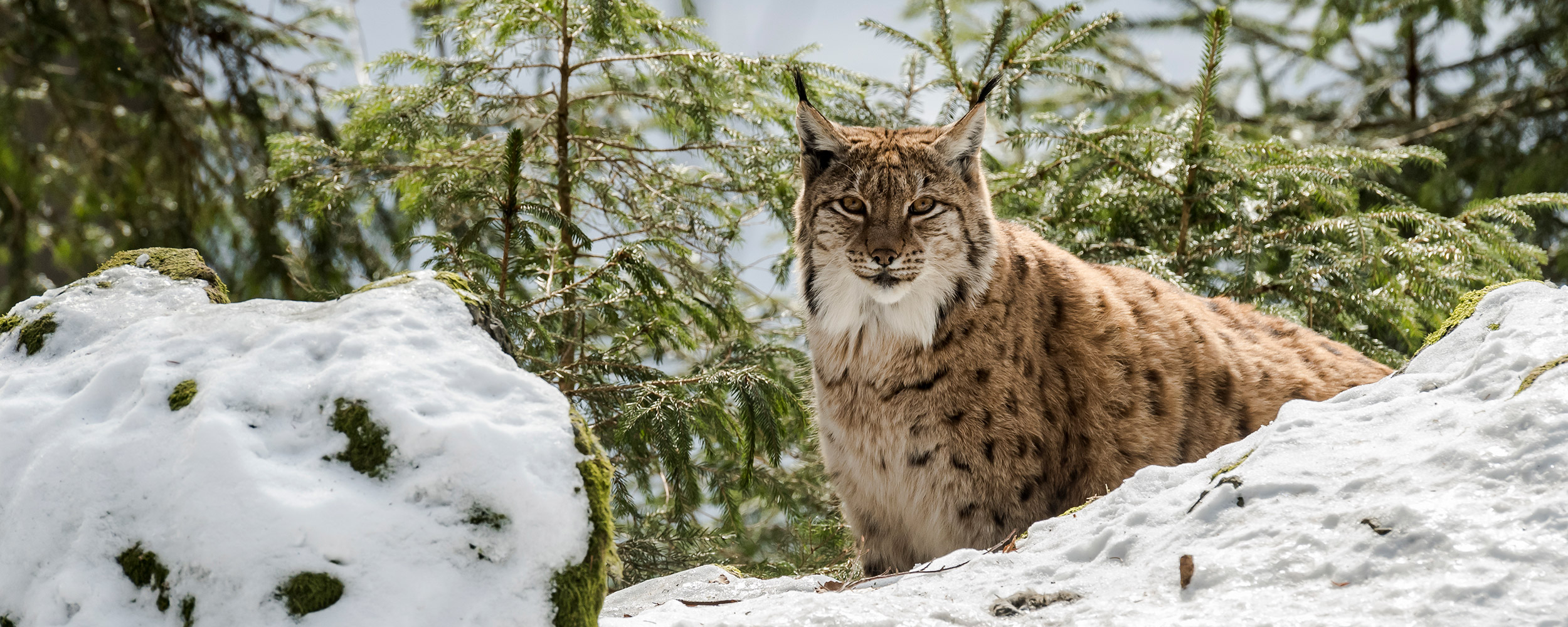 Foto lynx - Jan Lambert Photography