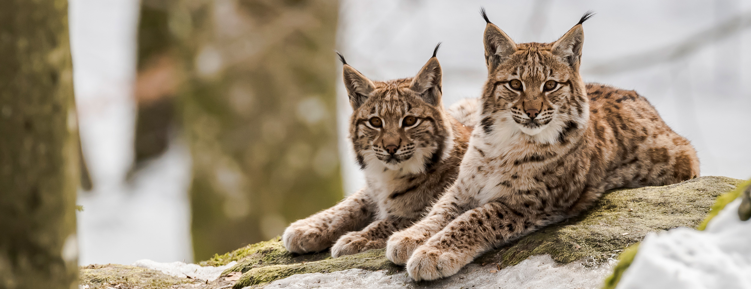 foto lynxen in de sneeuw - Jan Lambert Photography