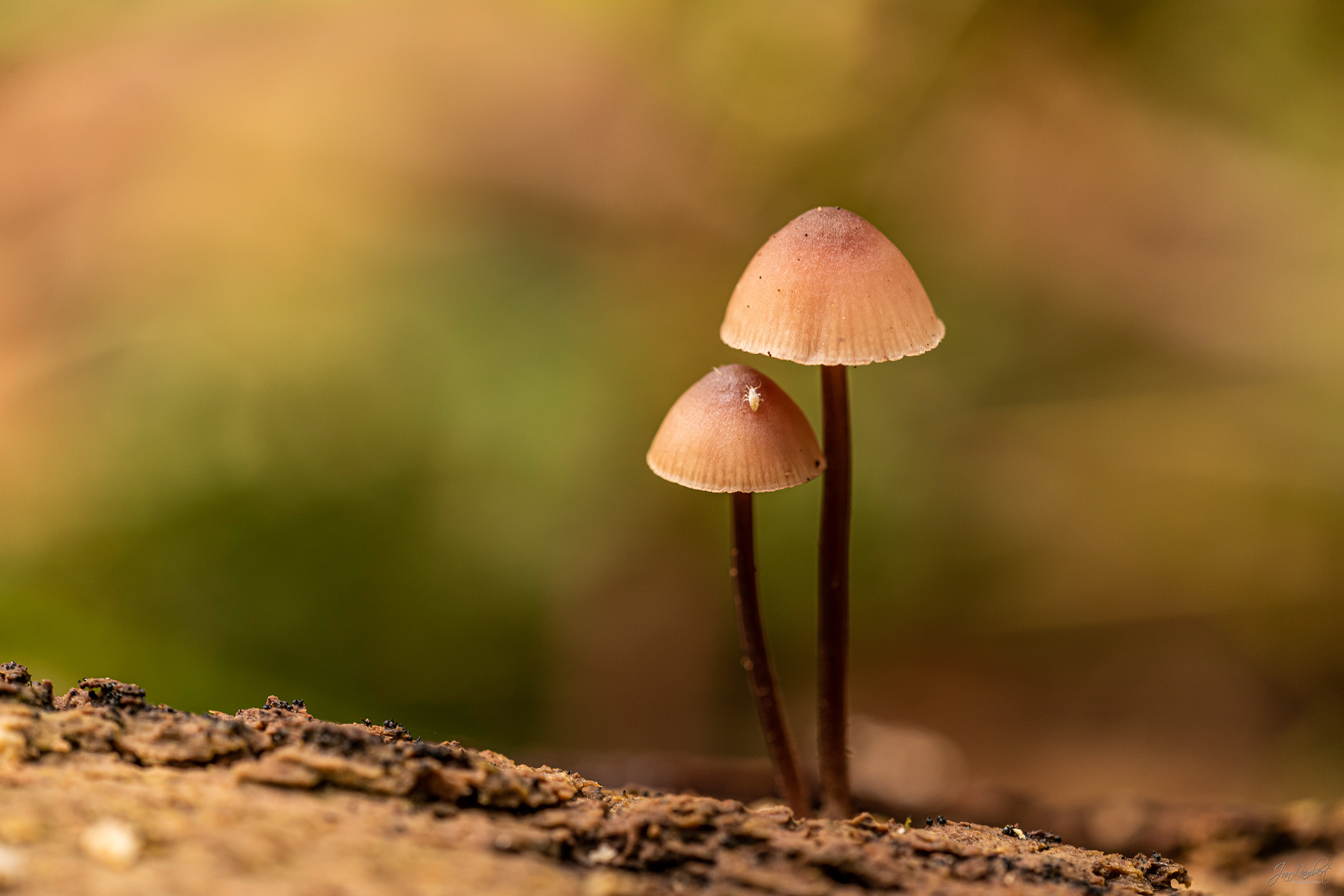 Foto paddenstoelen - Janlambertphotography.com