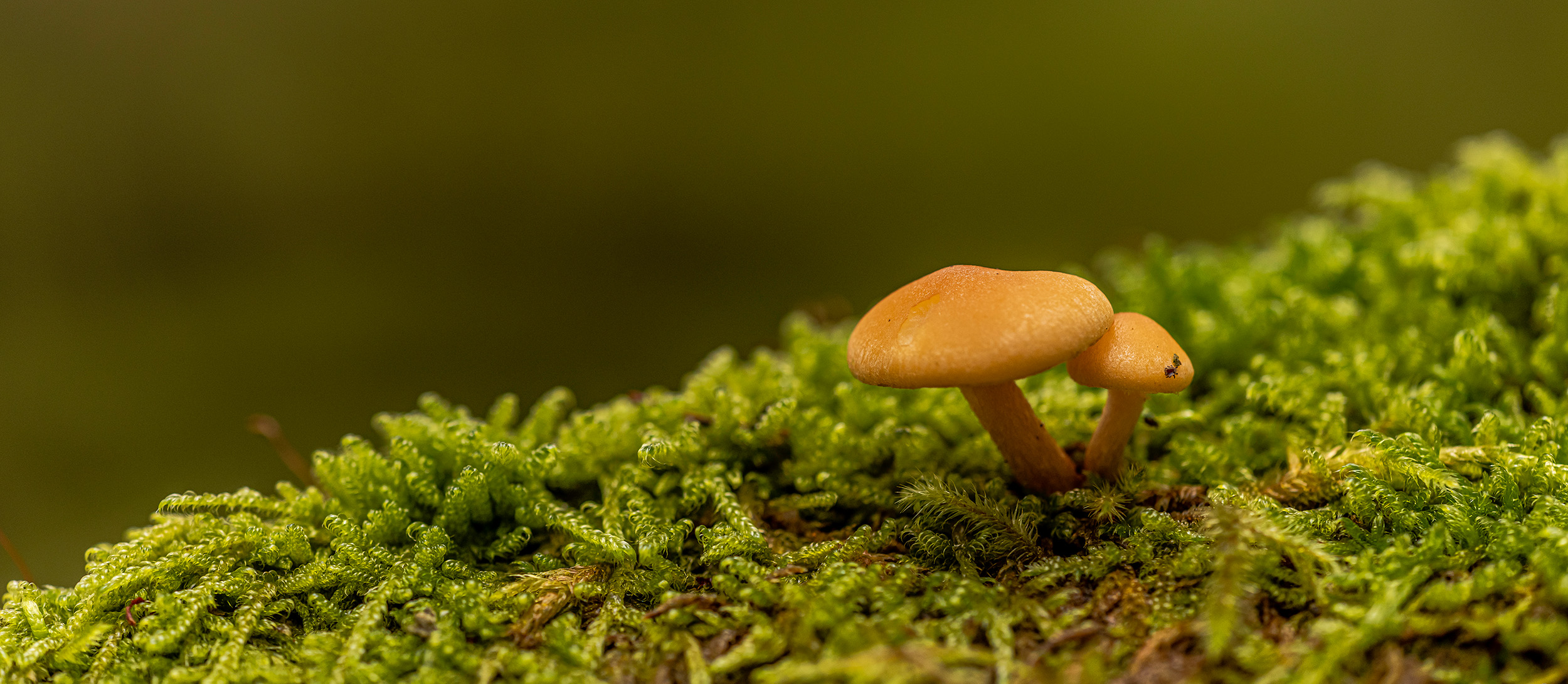 foto paddenstoelen - Janlambertphotography.com