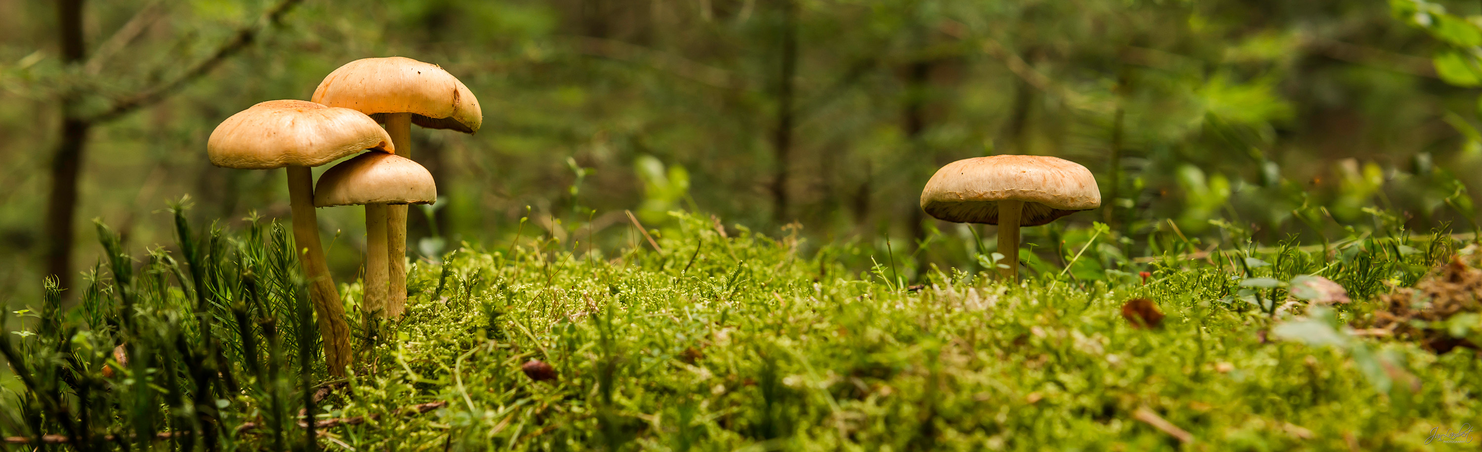 foto Paddenstoelen - Janlambertphotography.com