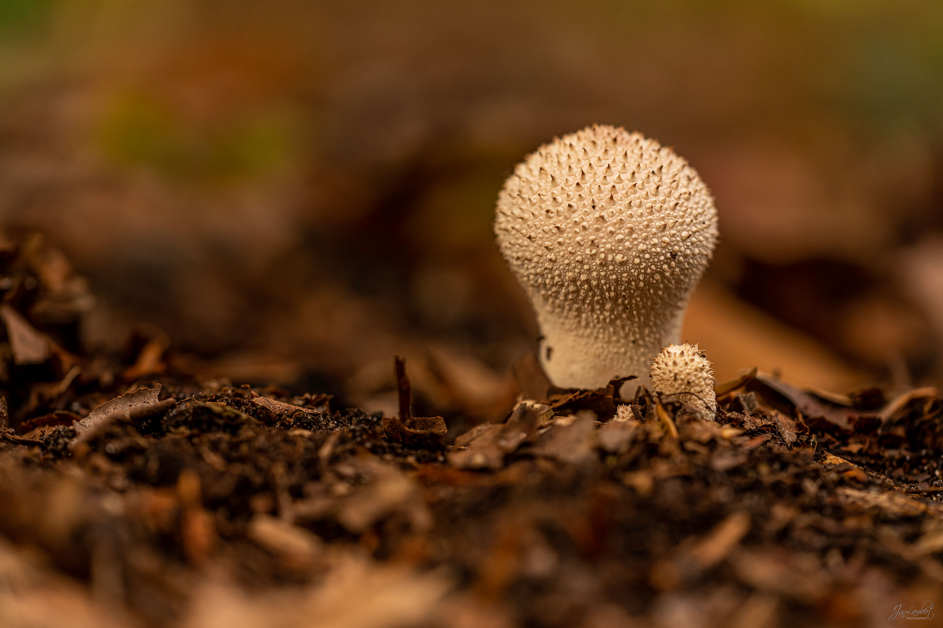 foto parelstuifzwam - Janlambertphotography.com