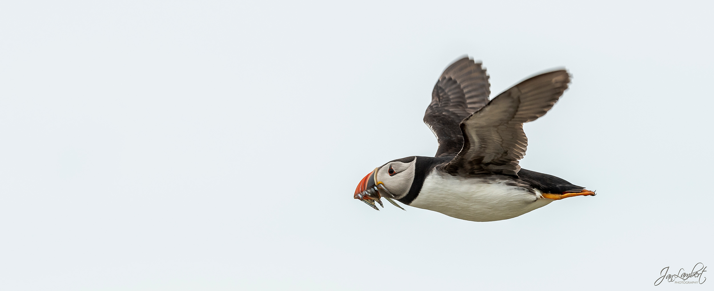 foto Papegaaieduiker in vlucht - Jan Lambert Photography