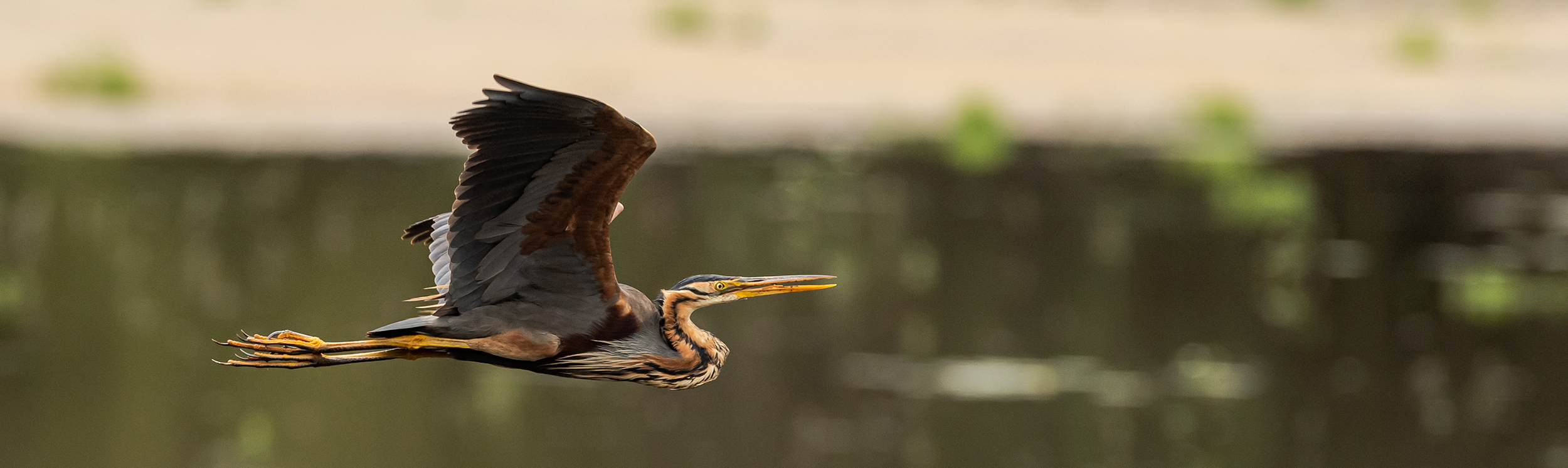 Foto purperreiger | Janlambertphotography