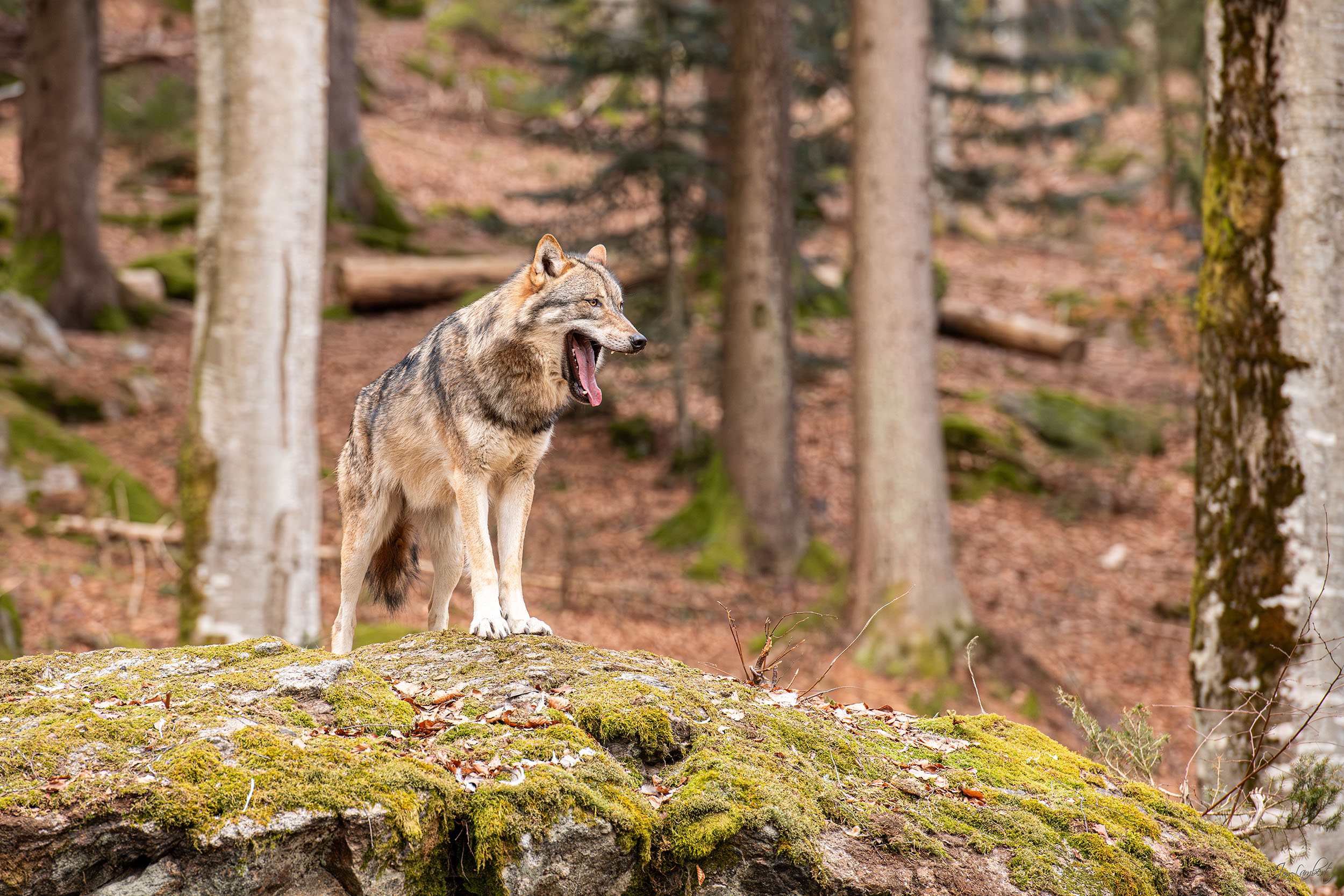 foto wolf Bayern - janlambertphotography.com