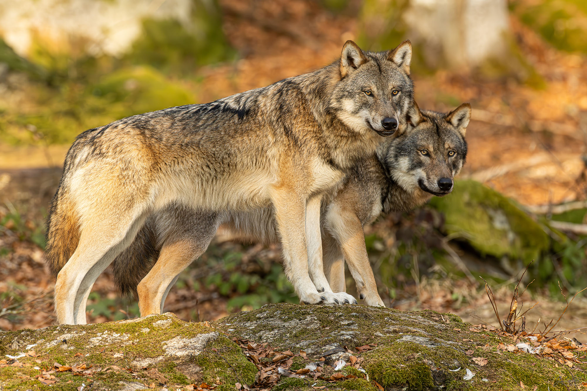 foto wolven Bayern - janlambertphotography.com